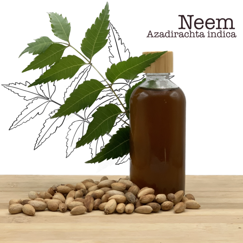 Huile de Neem - Pressée à froid (100% pure) Azadirachta indica