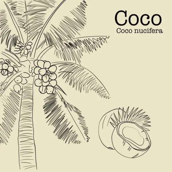 Huile de coco naturelle