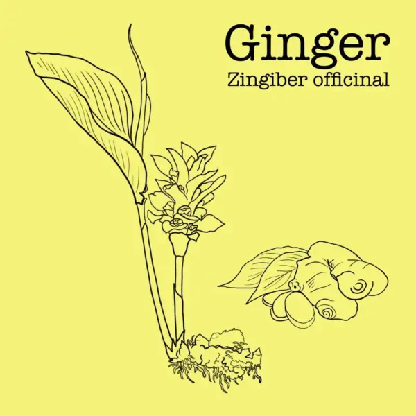 Gingembre en poudre séché à l'ombre Composition : 100% Gingembre (Zingiber officinale)