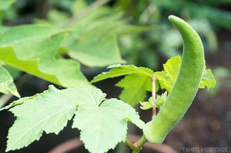 Medicinal plants: natural wisdom at the service of your health - Image 6