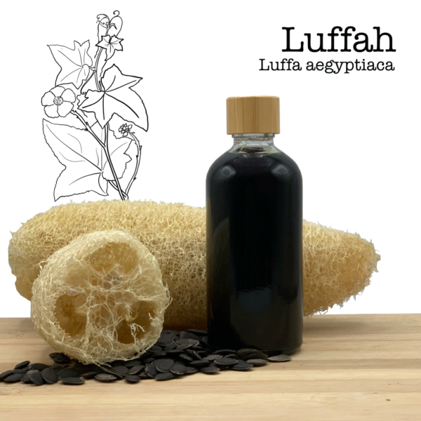 Huile de luffa - Pressée à froid (100% pure) Luffa aegyptiaca