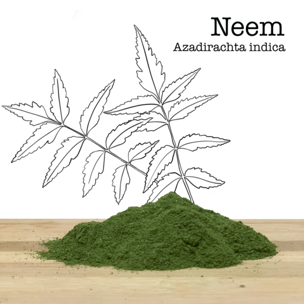 Poudre de Neem séchée à l'ombre Composition : 100% Neem (Azadirachta indica)