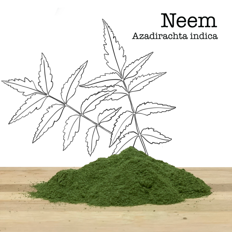 Shade Dried Neem Powder Composition: 100% Neem (Azadirachta indica)
